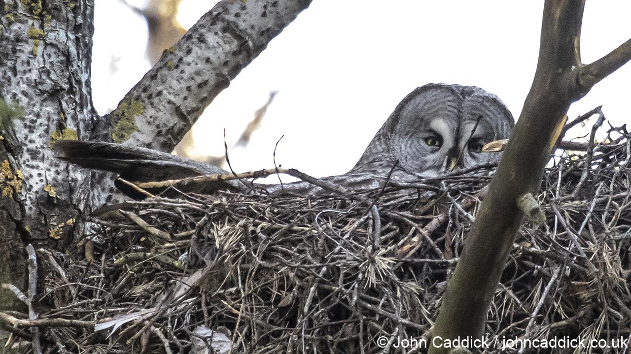Great Grey Owl female on nest
