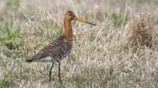 Black-tailed Godwit breeding plumage