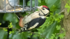 Great Spotted Woodpecker juvenile
