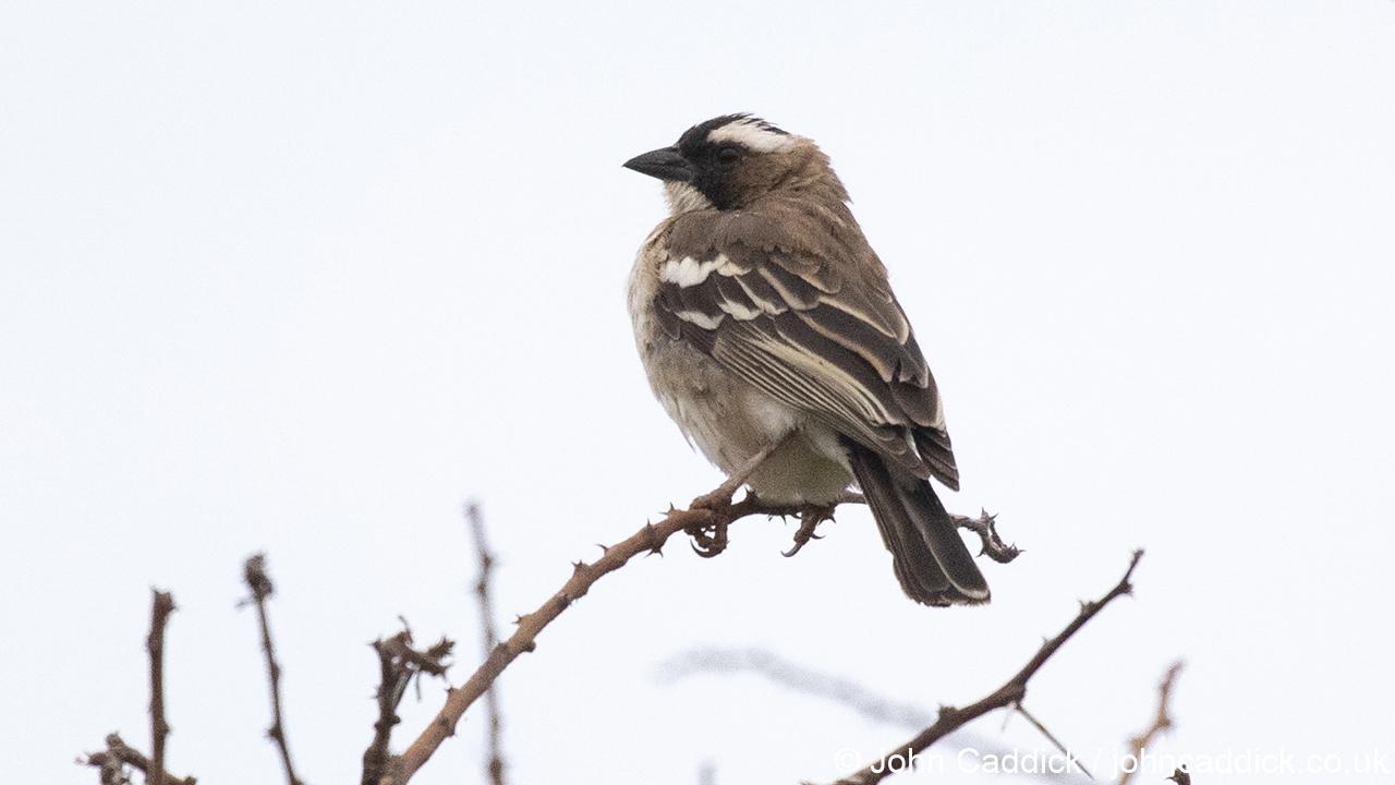 White-browed Sparrow Weaver