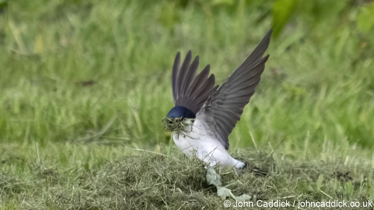 Common House Martin with nest material