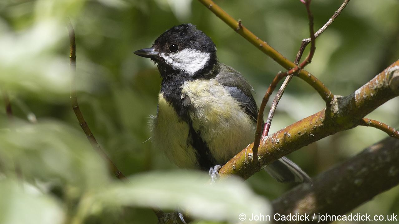 Great Tit adult