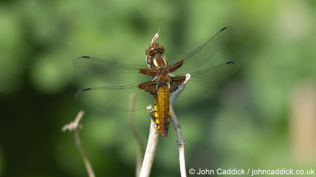 Broad-bodied Chaser female