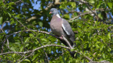 Wood Pigeon adult
