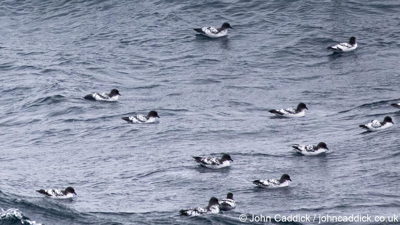 Cape Petrels on the ocean