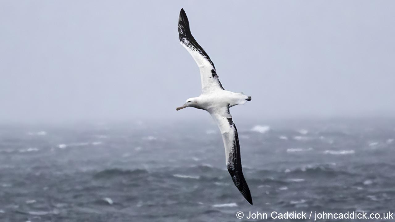 Wandering Albatross sub-adult