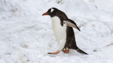 Gentoo Penguin in the snow