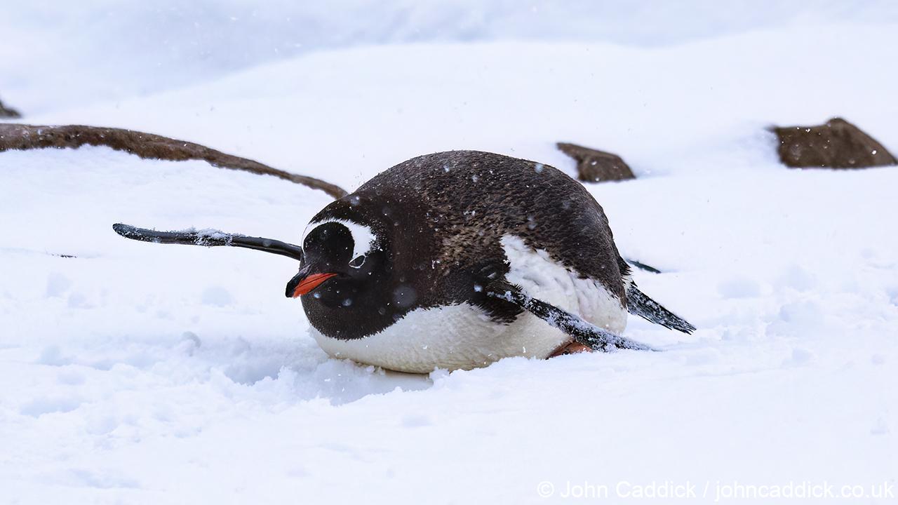 Gentoo Penguin in the snow