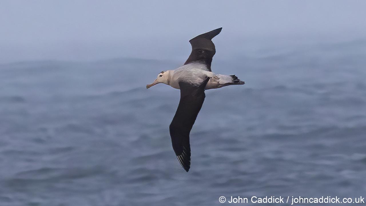 Wandering Albatross Juvenile