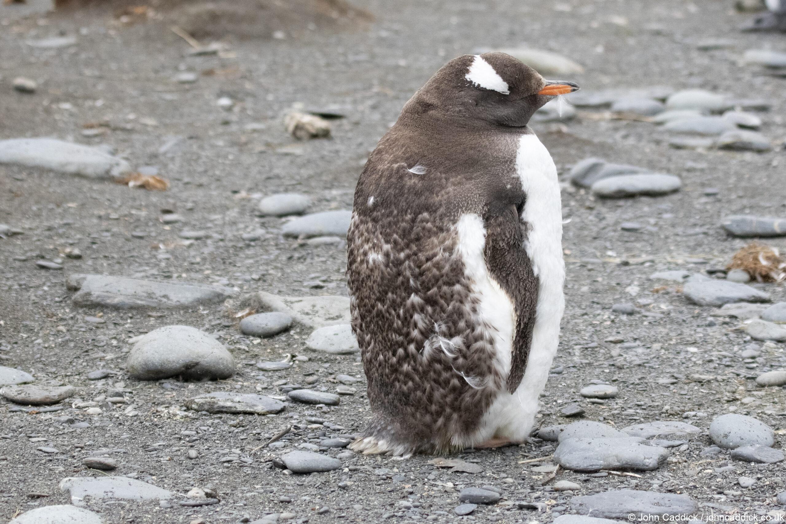 Gentoo Penguin juvenile moult