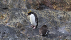Macaroni Penguin