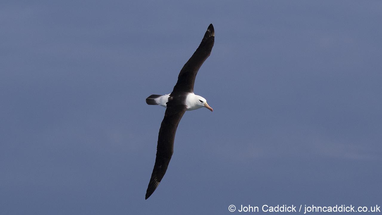Black-browed Albatross adult