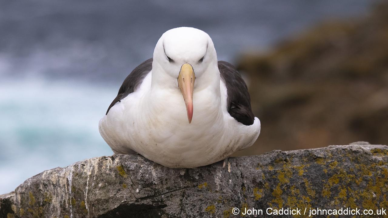 Black-browed Albatross adult at nest site