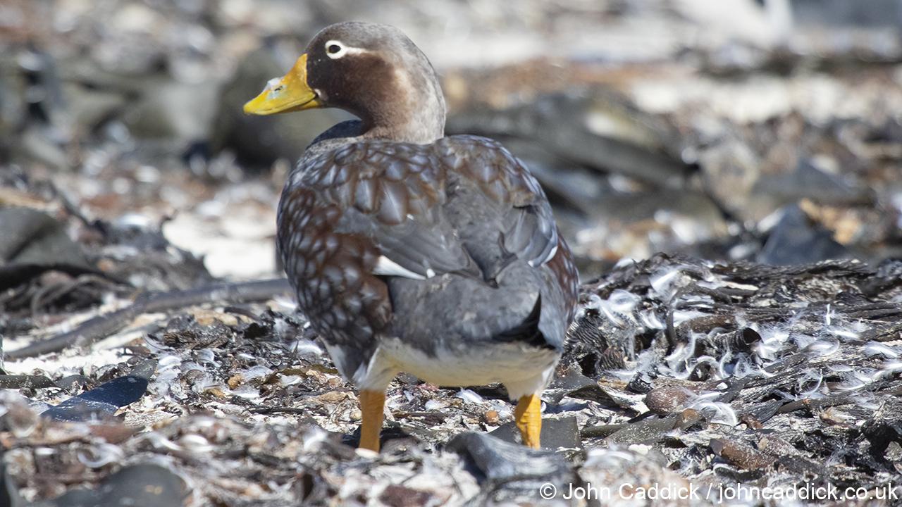 Falkland Steamer Duck adult female