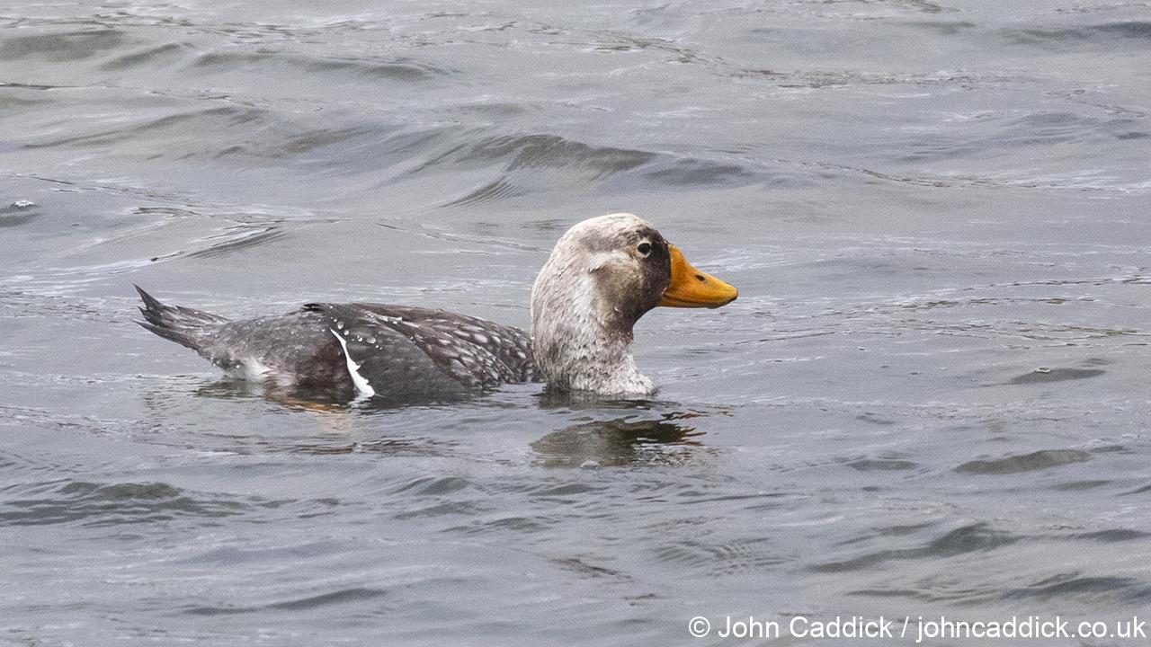 Falkland Steamer Duck adult male