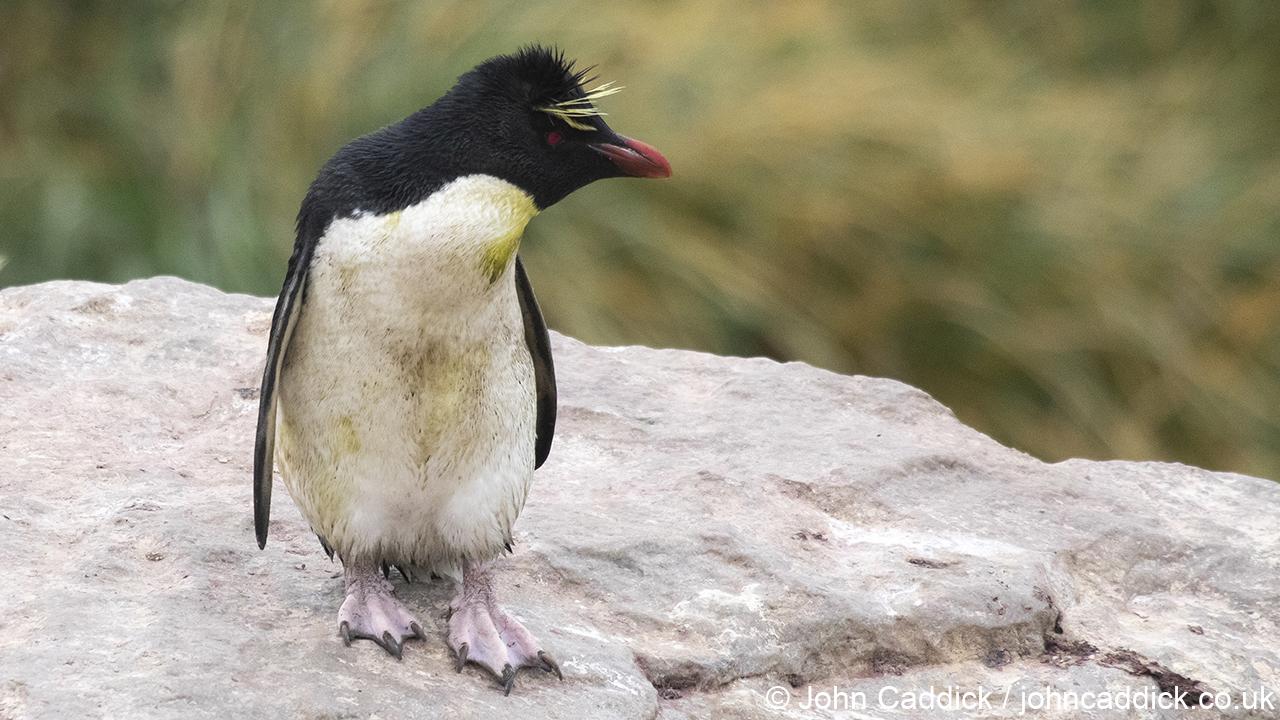 Southern Rockhopper Penguin adult