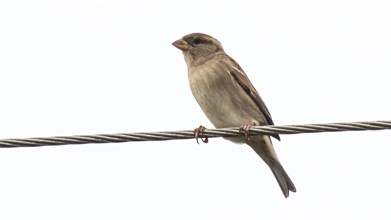House Sparrow adult female