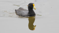 White-winged Coot adult