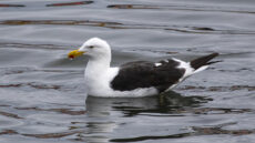 Kelp Gull adult breeding