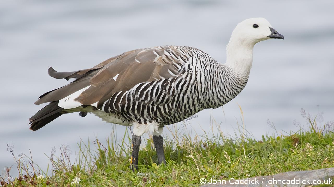 Upland Goose male barred morph