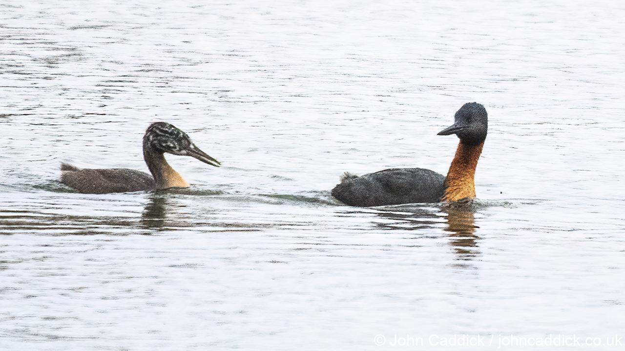 Great Grebe adult and juvenile