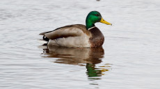 Mallard adult male
