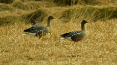Pink-footed Geese
