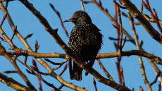 Common Starling