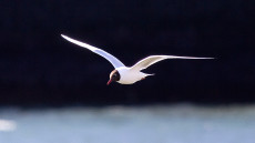 Black-headed Gull