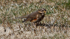 Redwing