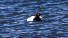 Greater Scaup