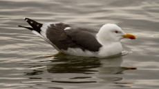 Lesser Black-backed Gull adult