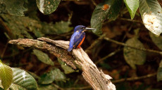 Shining-blue Kingfisher adult male