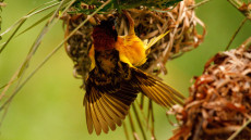 Village Weaver adult male