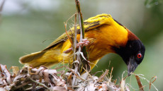 Village Weaver adult male