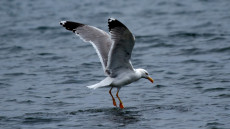 Yellow-legged Gull adult