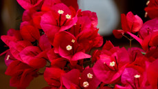 Bougainvillea