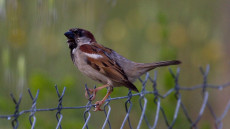 House Sparrow adult male