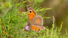 Meadow Brown