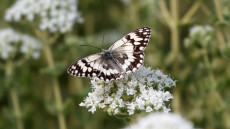 Balkan Marbled White