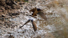 Barn Swallow and House Martin