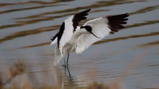Pied Avocet