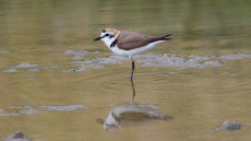 Kentish Plover adult male