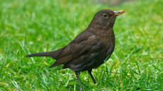 Common Blackbird adult female