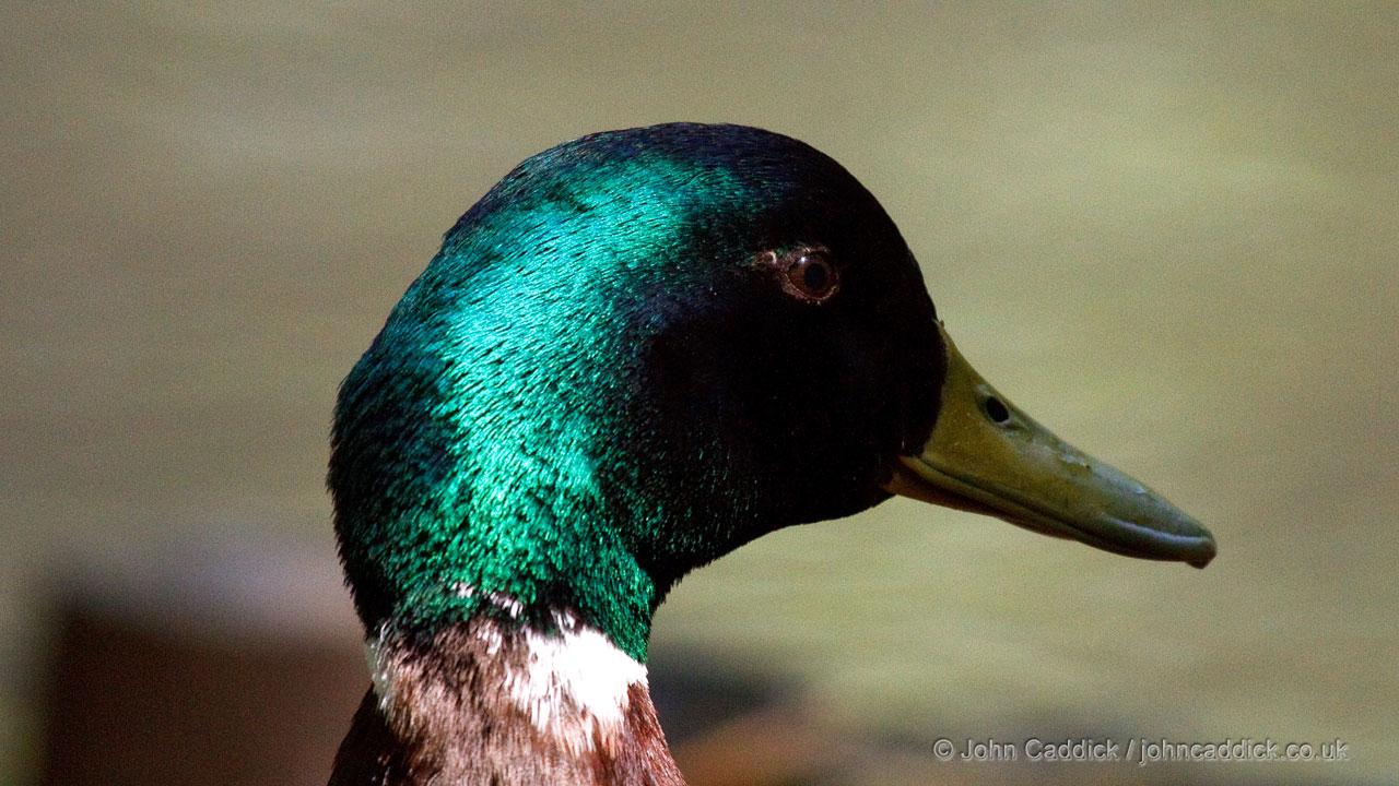 Mallard adult male