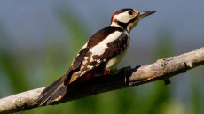 Great Spotted Woodpecker adult male