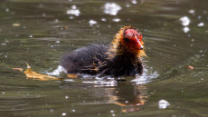 Eurasian Coot baby