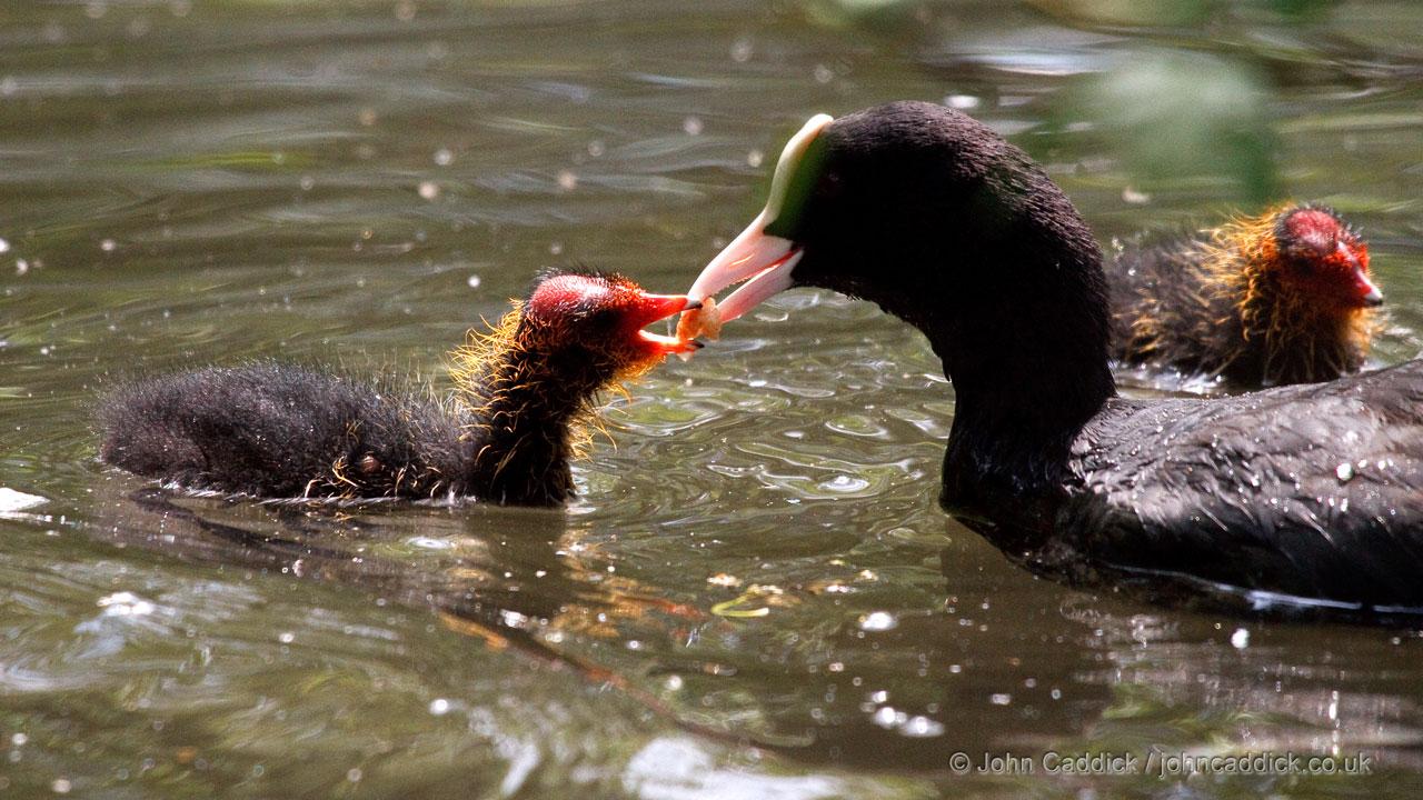 Eurasian Coot