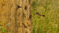 Sand Martins