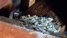 Barn Swallows in the nest